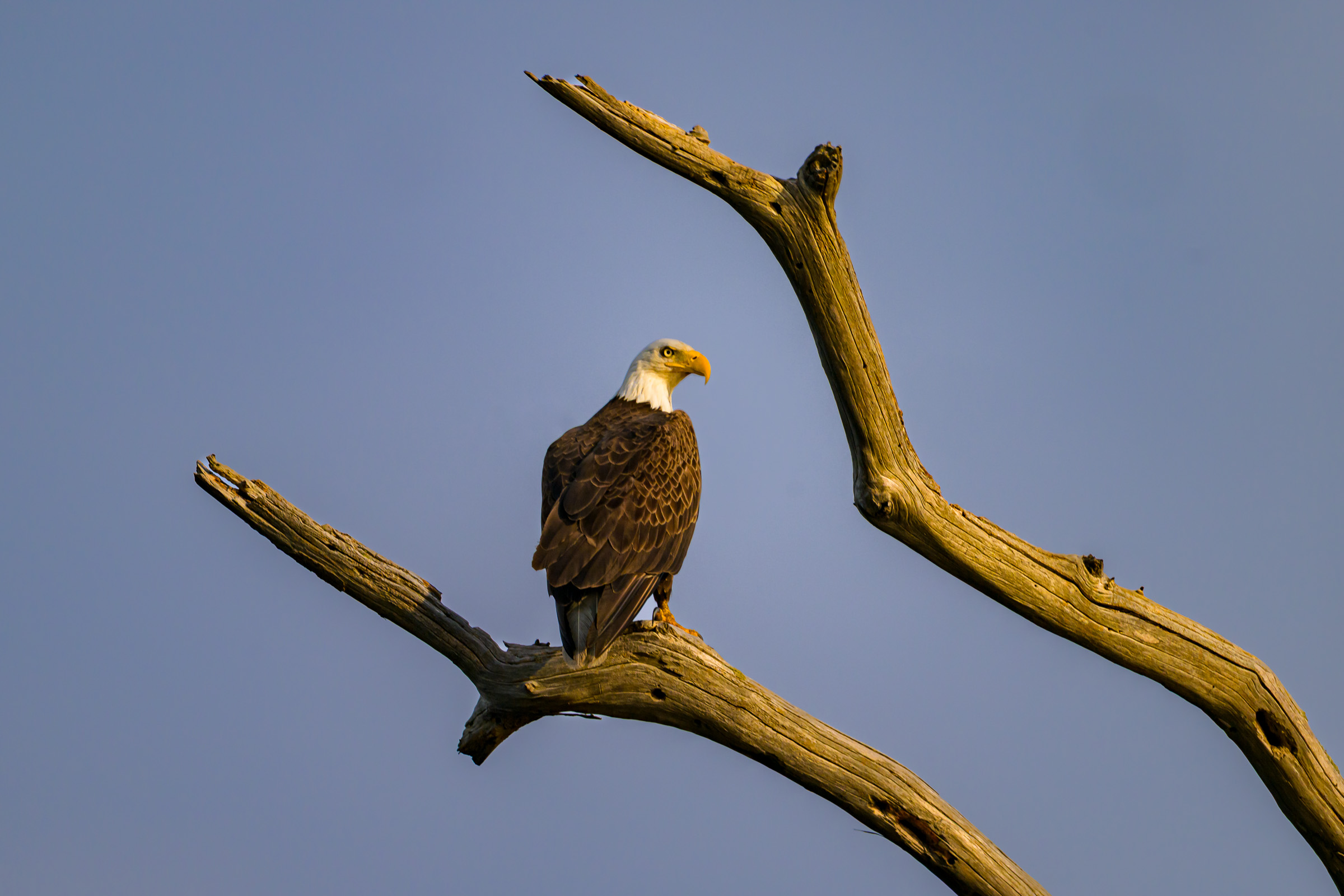 Bald Eagle perched on branch
