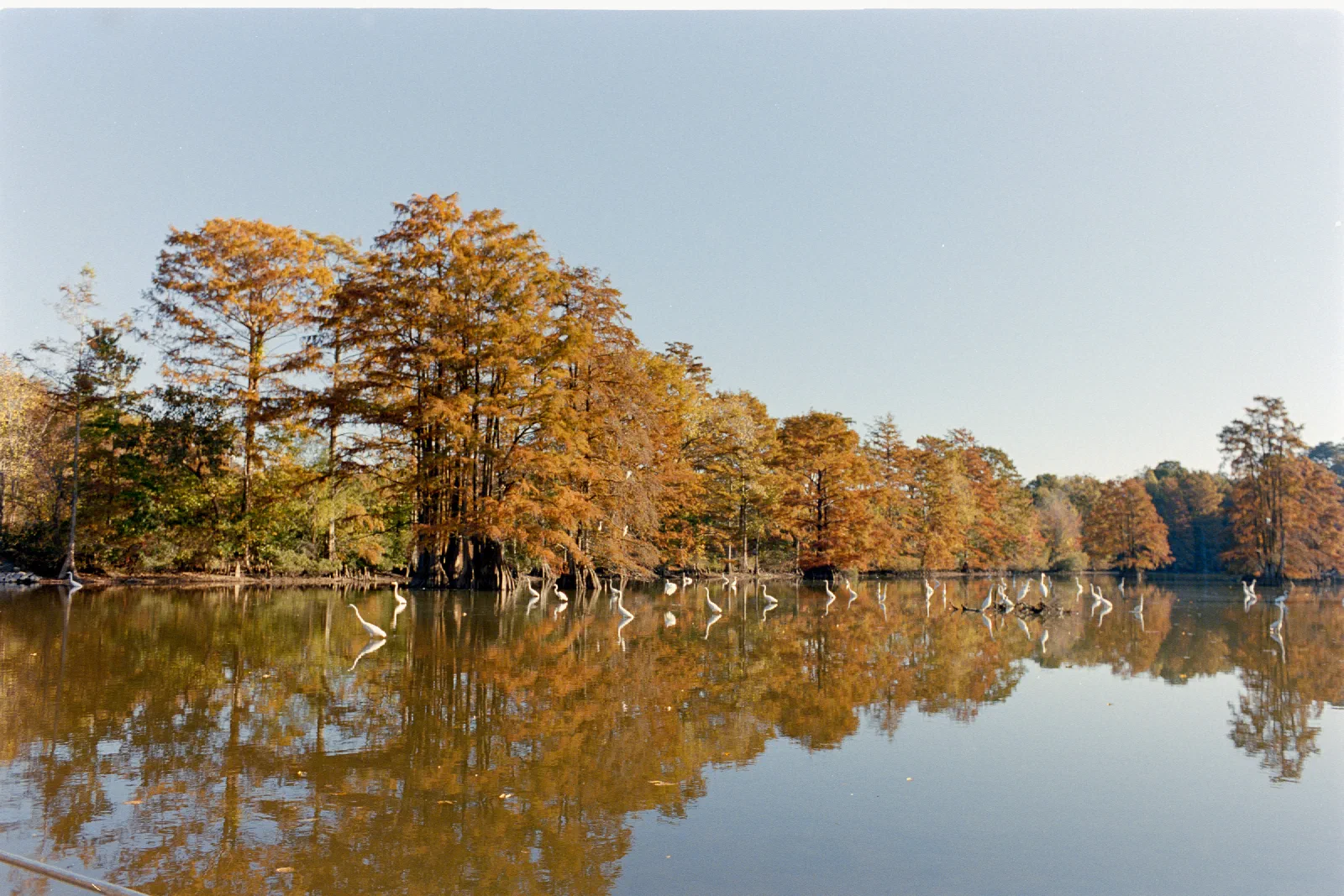 Great Egrets feeding on Stumpy Lake among autumn cypress trees