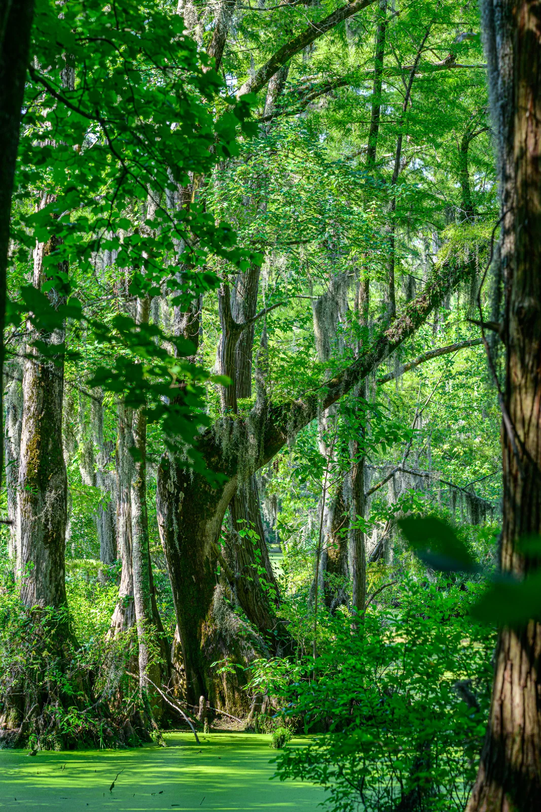 Cypress trees draped with Spanish moss at Merchant Mill Pond