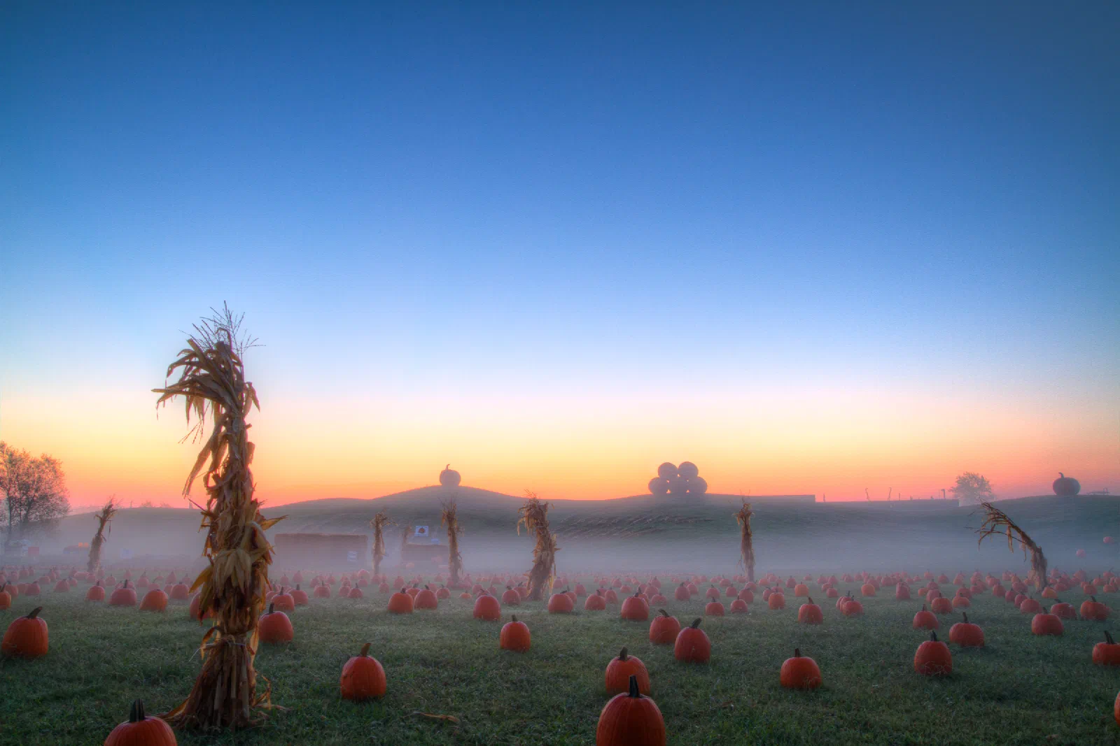 Pumpkins and dried cornstalks in a misty field at sunrise
