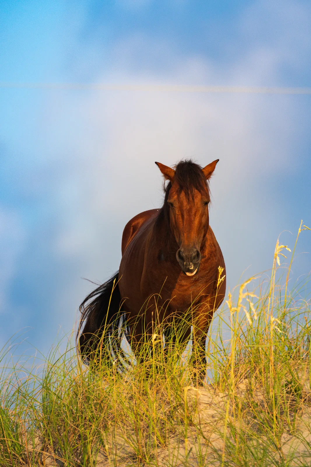 Wild horse standing in dune grass