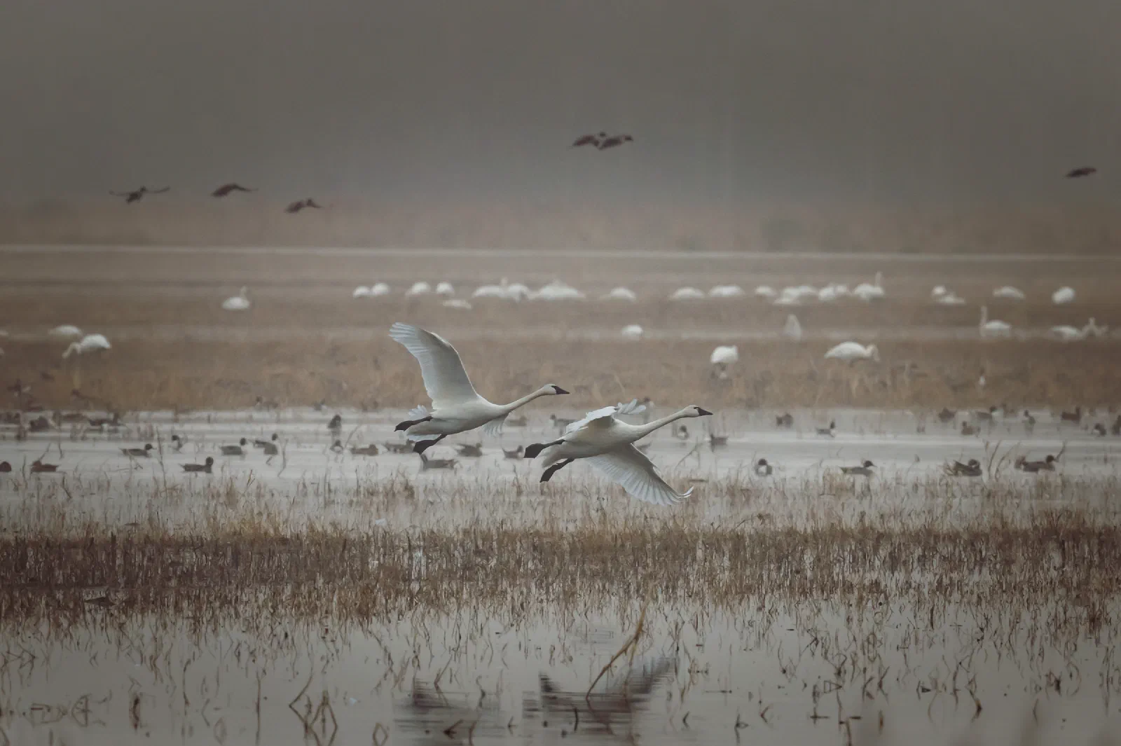 Tundra Swans flying over a marsh