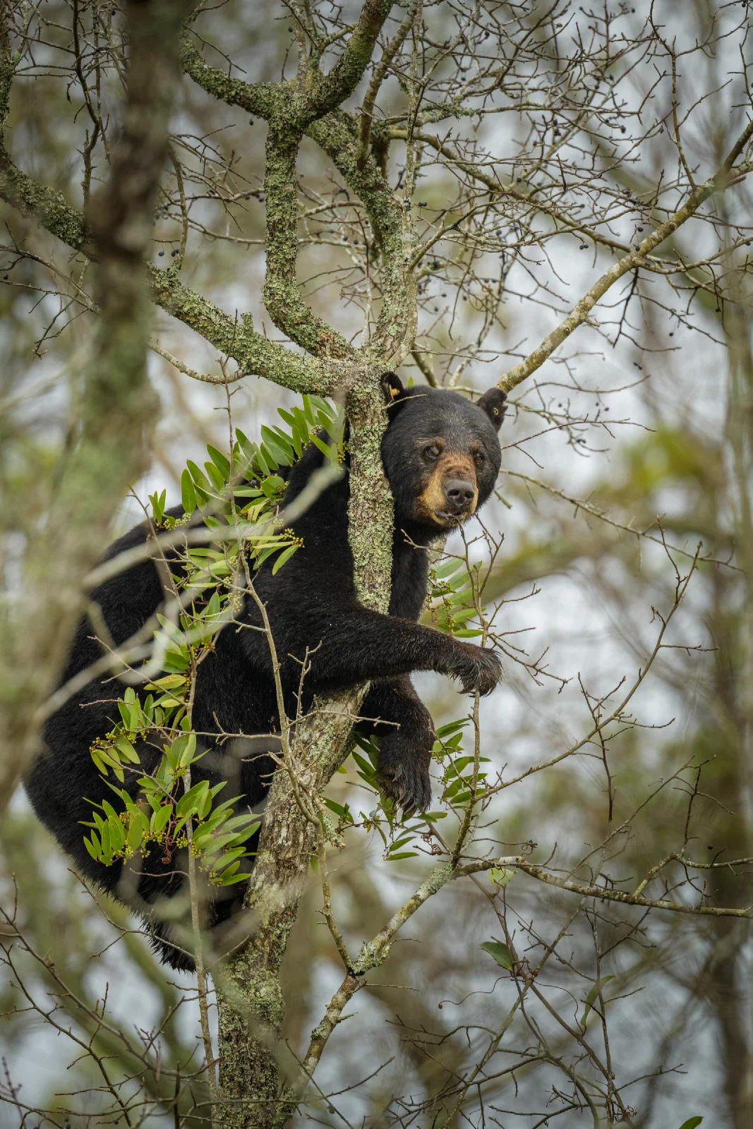 Black bear climbing in a tree