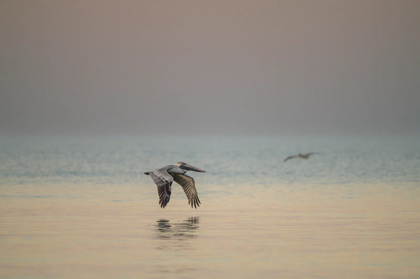 Brown Pelican flying low over calm water