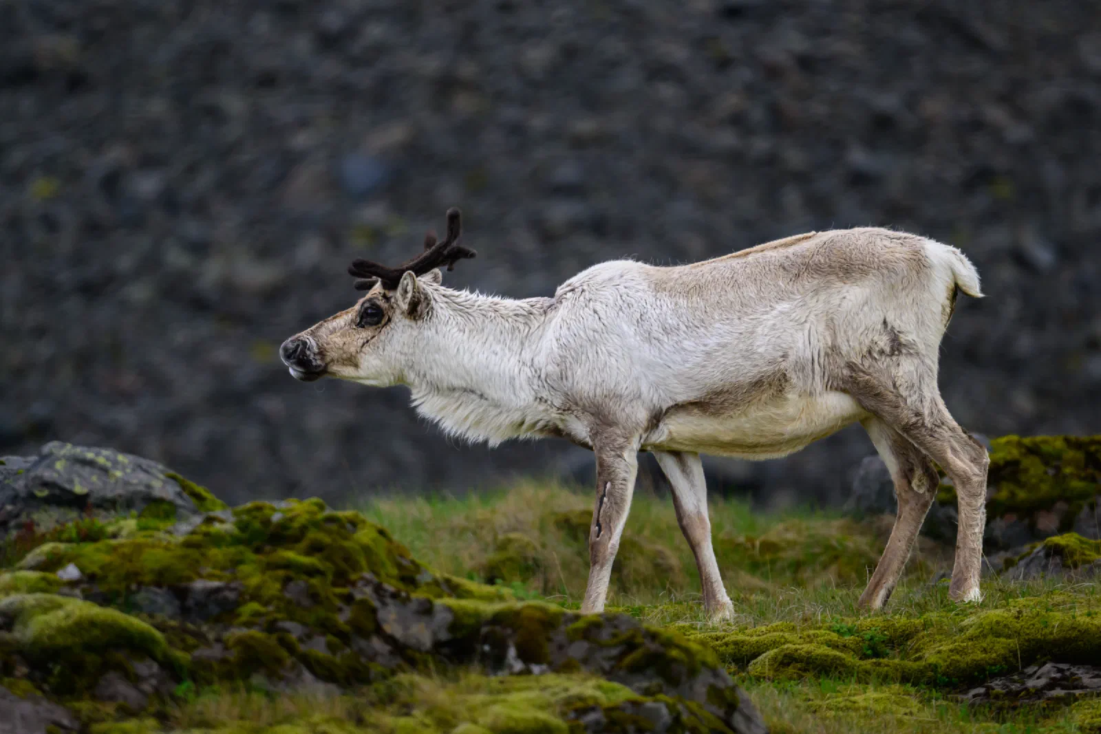 Reindeer standing among moss-covered rocks