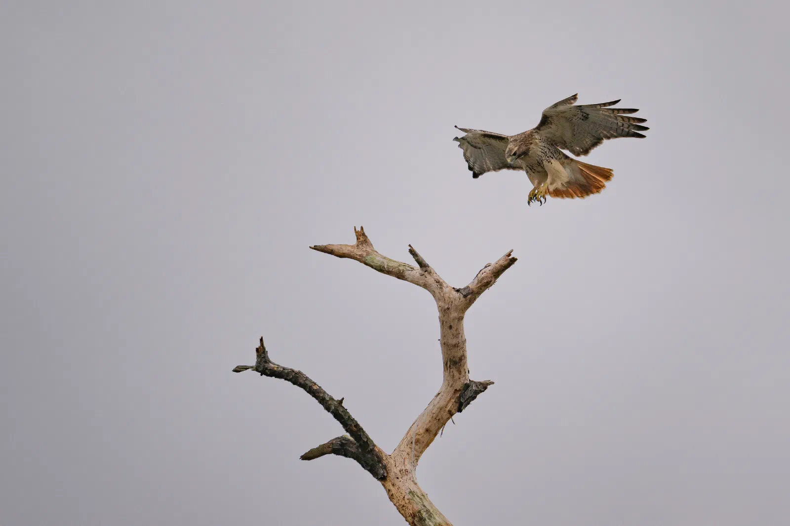 Red-tailed Hawk landing on a bare branch