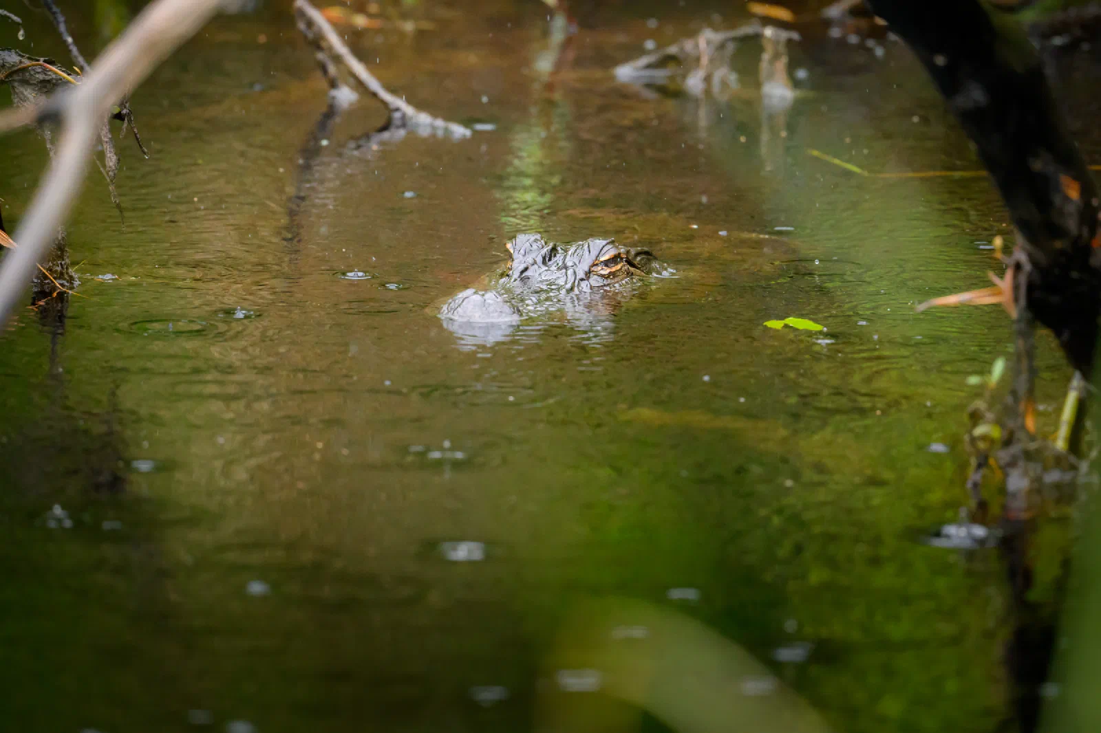 Alligator partially submerged in still water