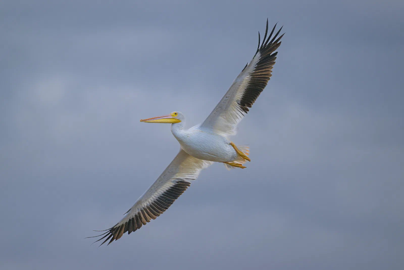 White Pelican in flight