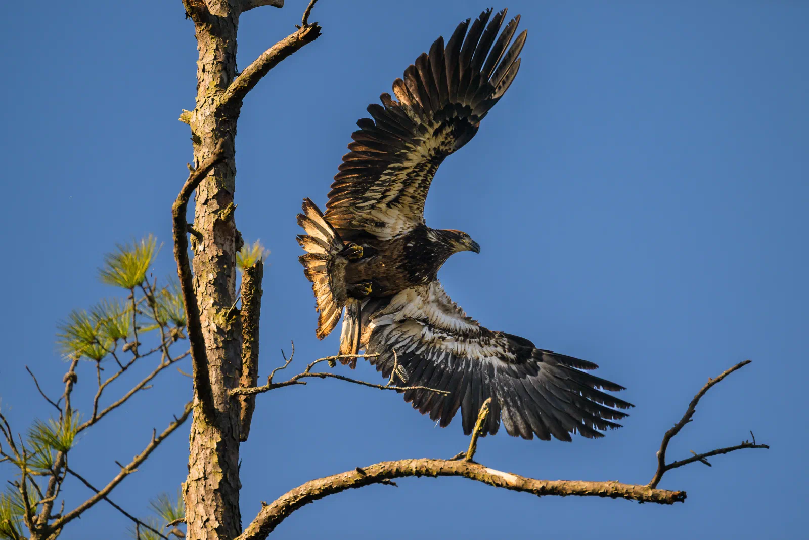 Juvenile Bald Eagle