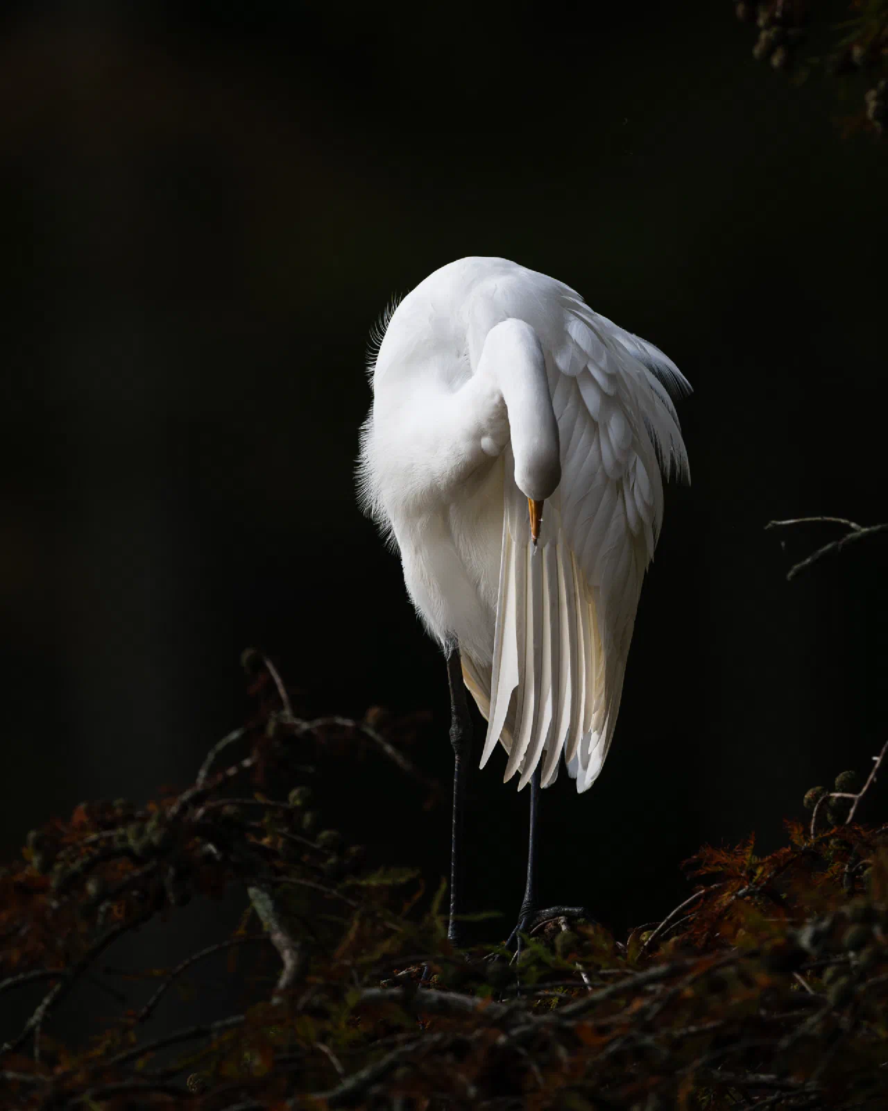 Great Egret
