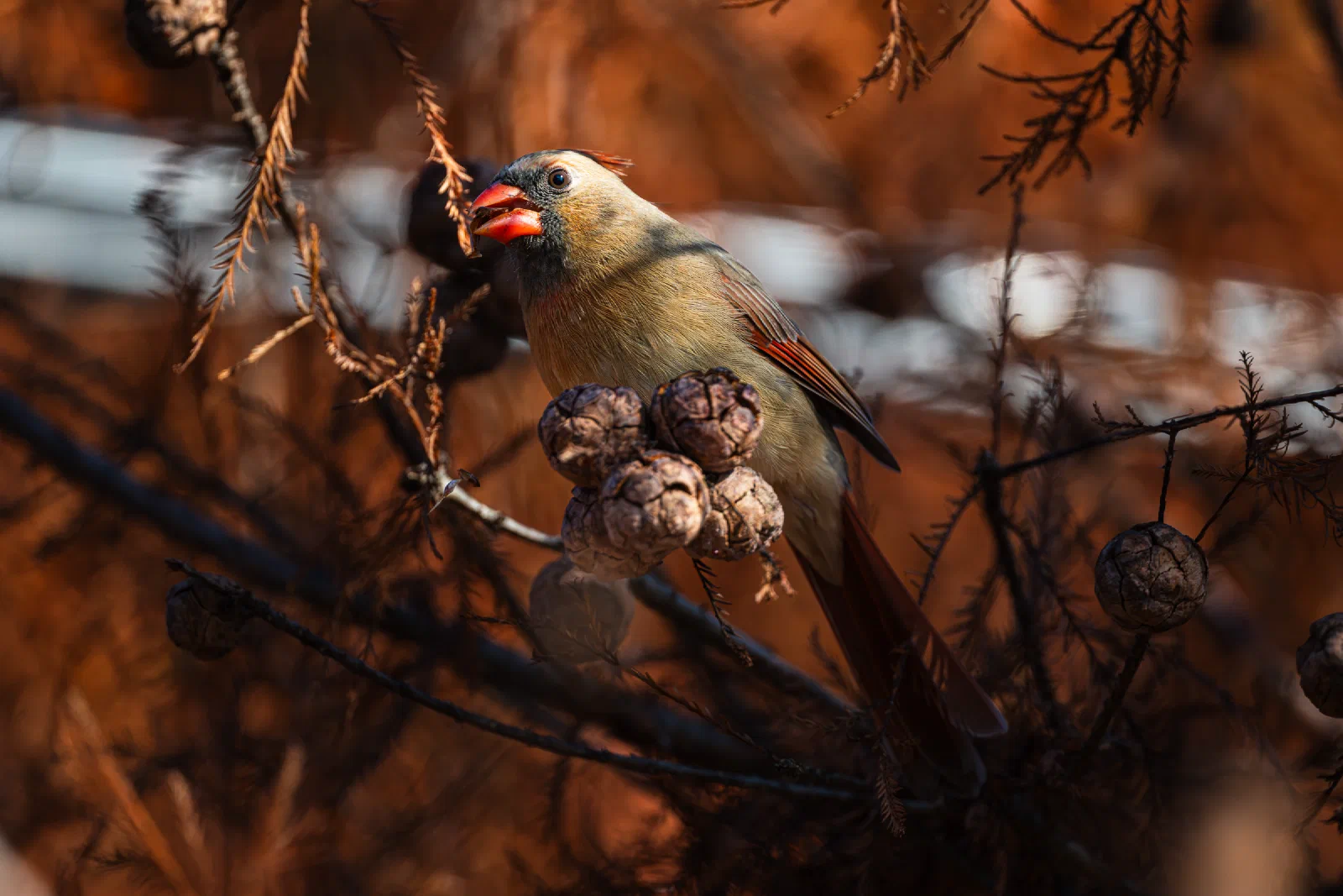 Northern Cardinal