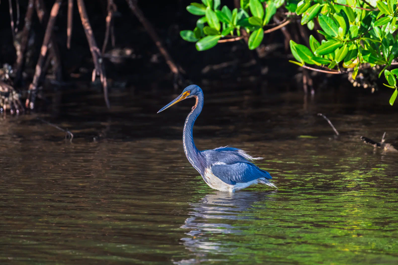 Tri-colored Heron