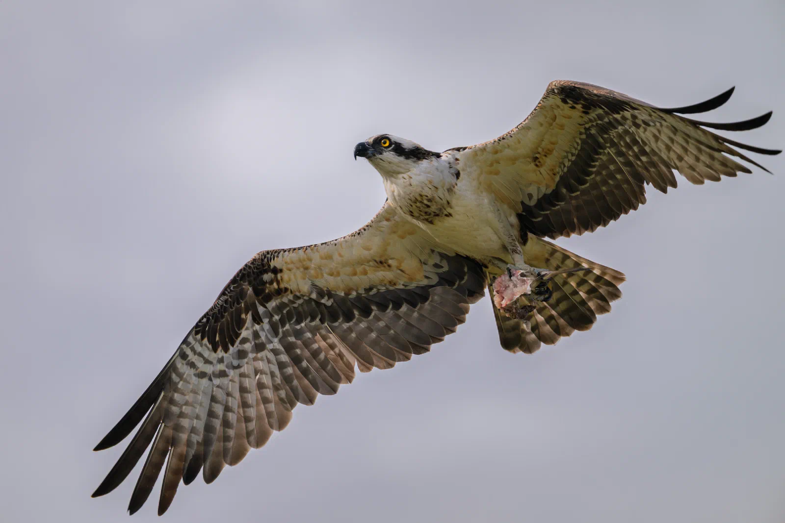 Osprey