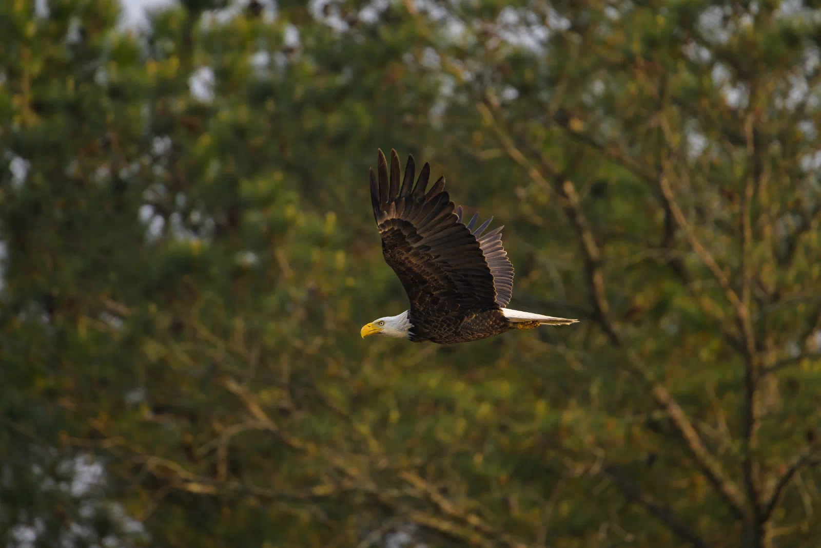 Bald Eagle